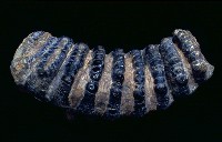 藏品(劍齒象右下第三臼齒)的圖片